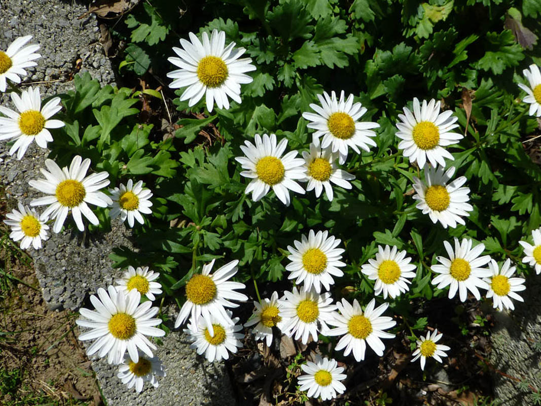 Chrysanthemum arcticum